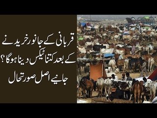 Largest Bakra Mandi In Pakistan |  Rates High Or Low? Find Out