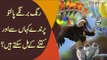 Best Breed Of Birds & Parrots In Pakistan | Which One Is Best To Keep At Home?