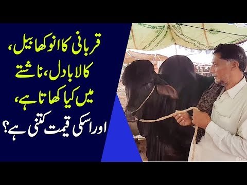 'Kala Badal' The Most Popular Cow In Lahore Mandi For Eid-Ul-Adha 2019
