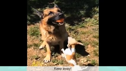 Try Not To Laugh Challenge - Funny Cat & Dog