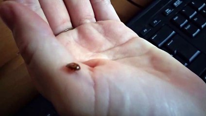 coccinelle qui fait la course ! sur ma main
