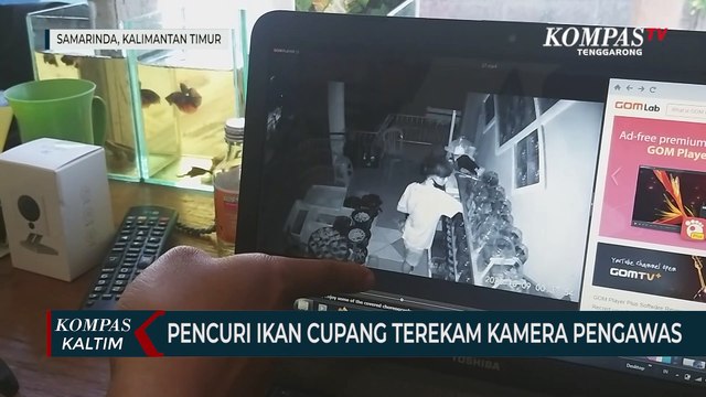 Pencuri Ikan Cupang Terekam Kamera Pengawas