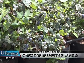 Arándanos: conozca los beneficios de una fruta milagrosa