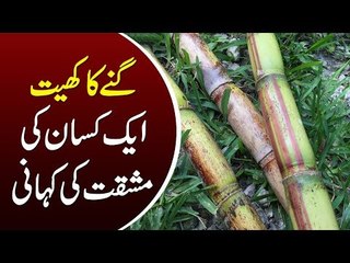 Sugarcane Farming In Pakistan | Farming Ideas & Complete Guideline