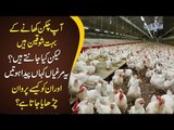 How Broiler Poultry Is Done? | Complete Process With Modern Technologies