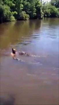 Il fait trempette avec des alligators sauvages qui s'approchent dangereusement de lui