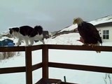 Un chat qui n'a pas peur des aigles... courageux ou inconscient