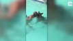 Ce chien vient sauver une fille dans une piscine... enfin presque