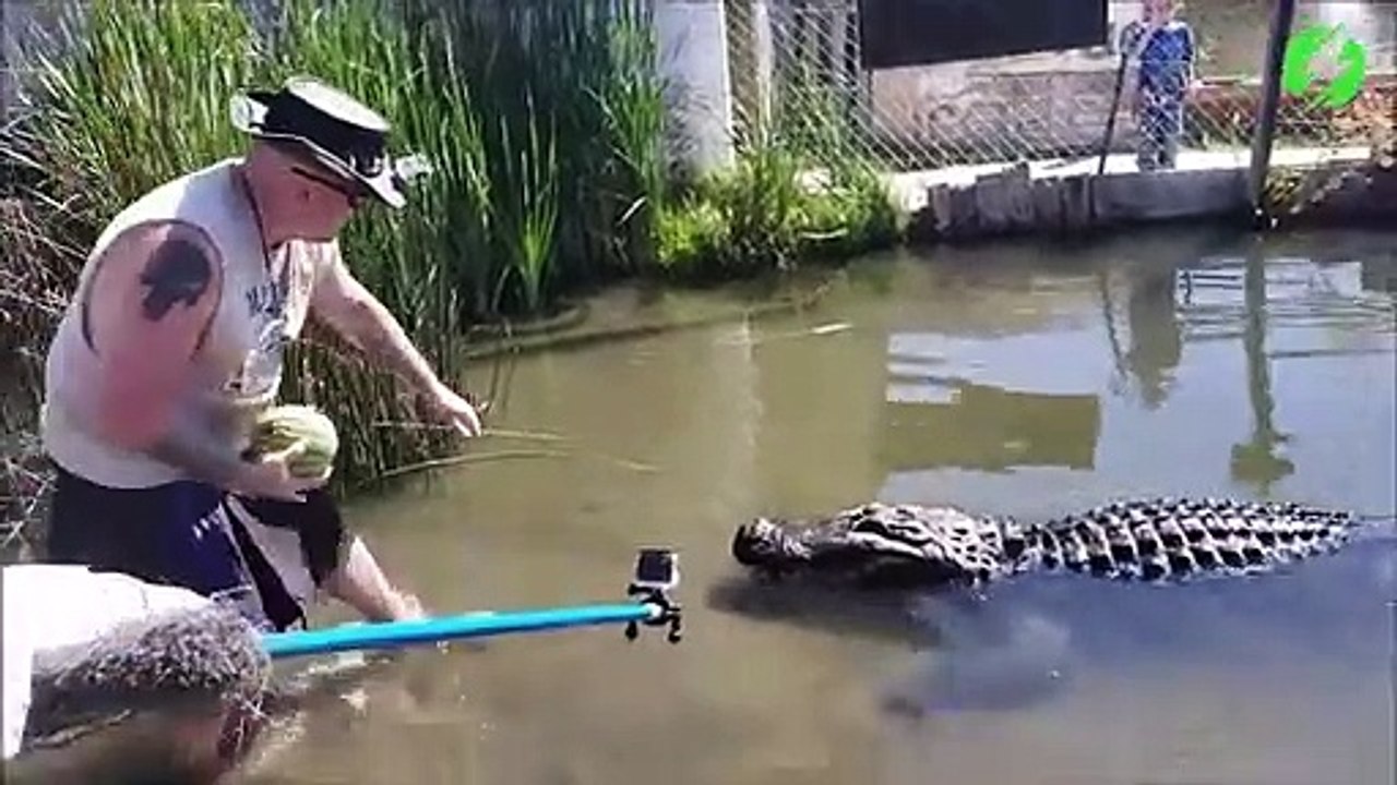 Il teste la puissance de la mâchoire de cet alligator