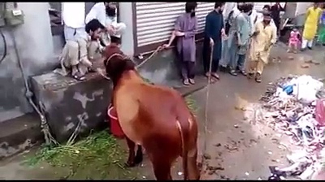 Funny video