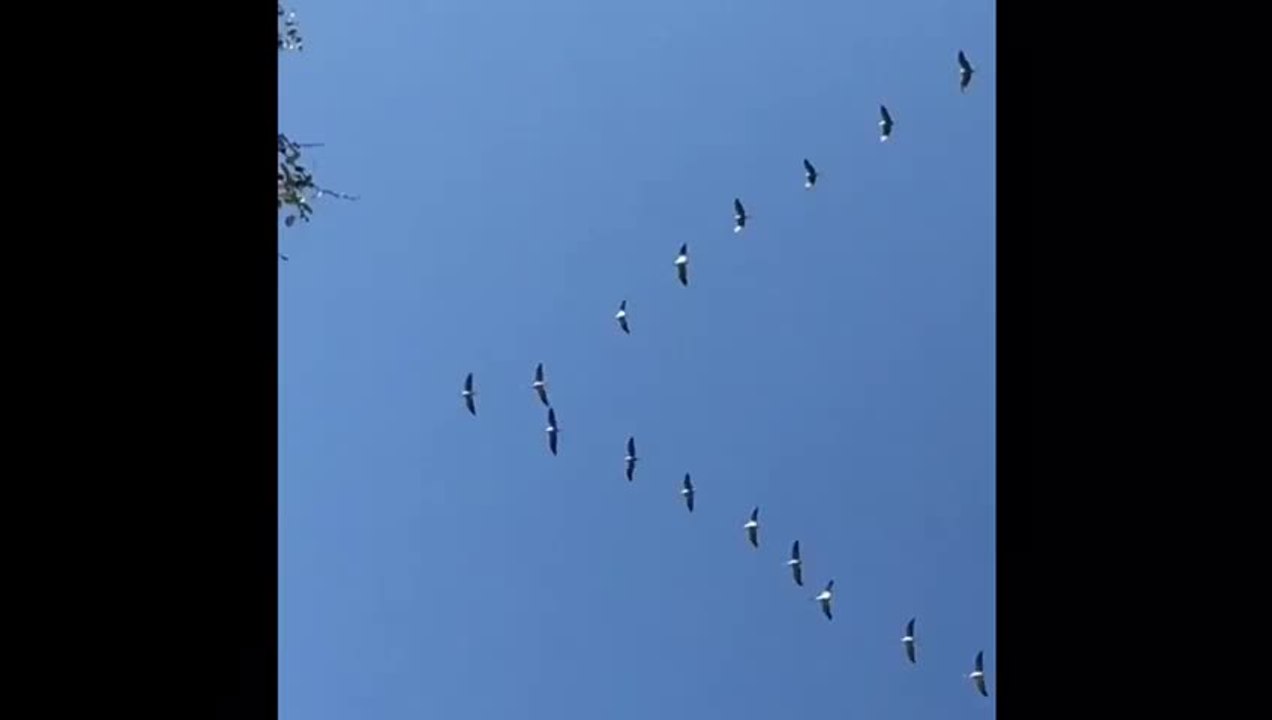 Des grues passent au-dessus de l’agglomération troyenne ce samedi 31 octobre 2020