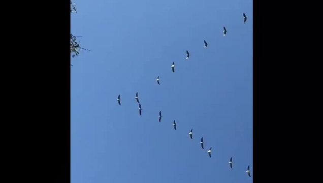 Des grues passent au-dessus de l’agglomération troyenne ce samedi 31 octobre 2020