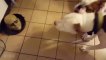 Videos De Risa 2020 nuevos ● Animales Graciosos - Momentos Divertidos De Gatos y Perros en Halloween (480p_24fps_H264-128kbit_AAC)
