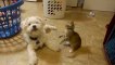 Videos De Risa 2020 nuevos ● Animales Graciosos - Momentos Divertidos De Gatos y Perros Asustados #2 (480p_24fps_H264-128kbit_AAC)