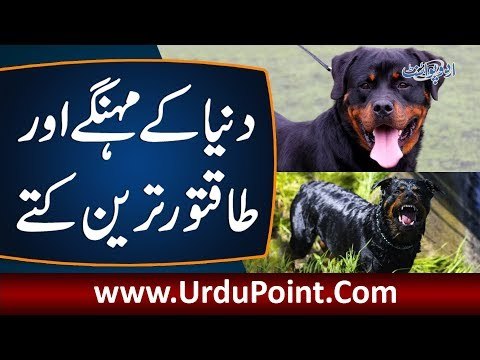 Watch 10 Most Expensive & Unique Dog Breeds In The World You Can Keep As Pets