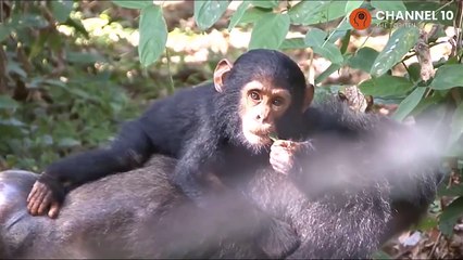 Top 10 most expensive pets