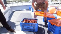 Reports lobsters are being held up at Chinese customs