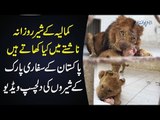 What Kind Of Diet Lions Take? | A Tour Of A Wildlife Park In Sahiwal With Beautiful African Lions