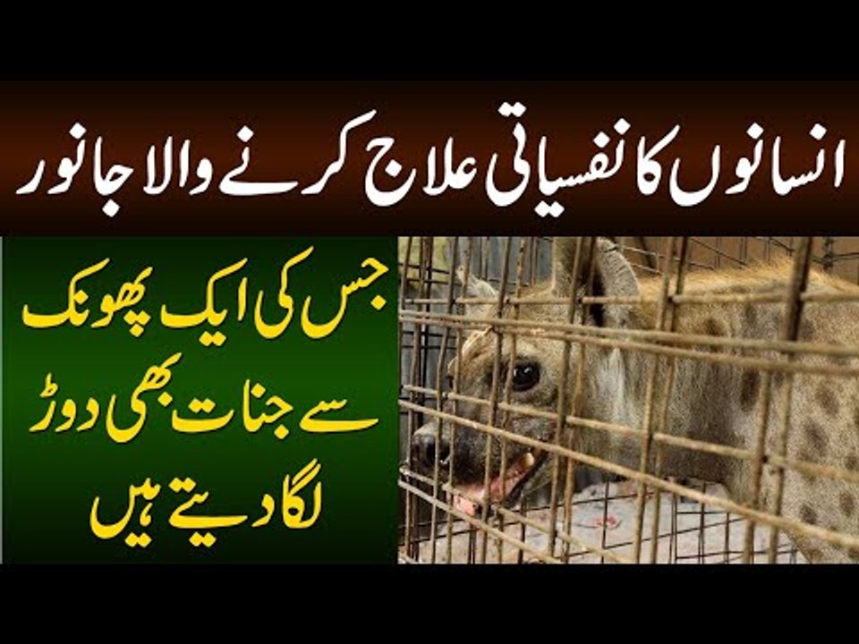 Hyena Doctor In Africa Can Treat All Diseases | Watch Lagar Bagar With Healing Powers
