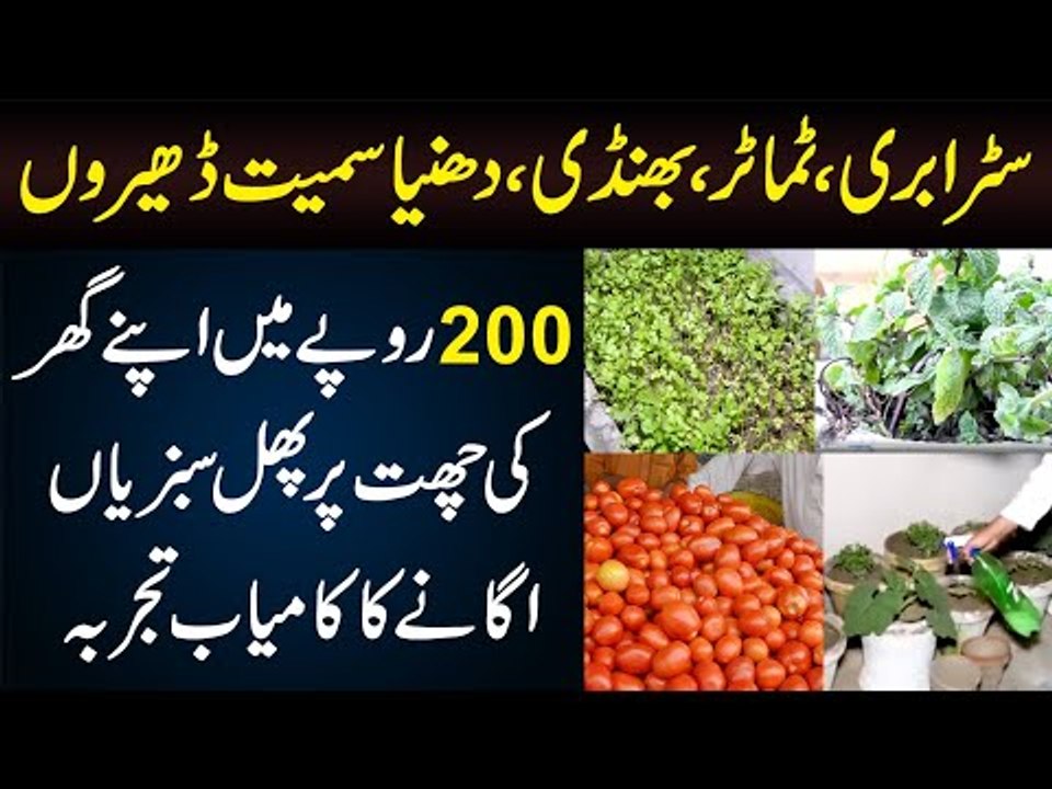 This Boy Grows Vegetables & Fruits On His Rooftop in Just 200 Rupees | Home Garden Vegetables