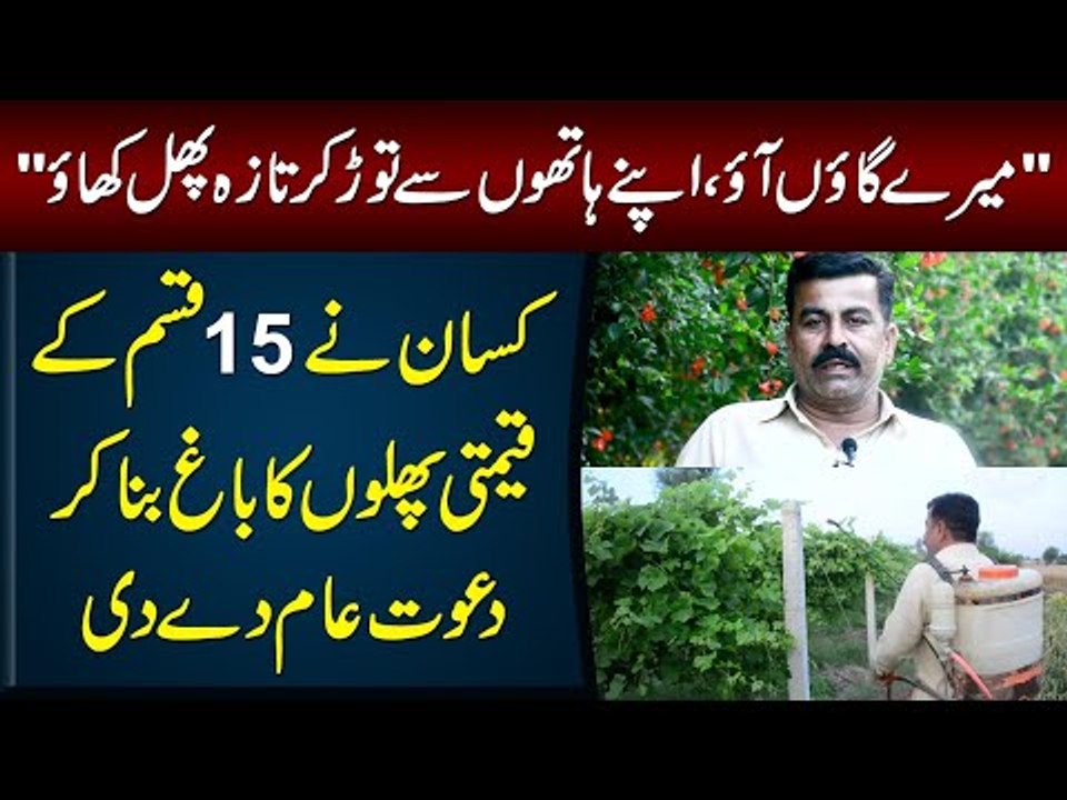 Owner Of A Beautiful Fruit Farm – How He Grows & Takes Care Of His Delicious Fruits?