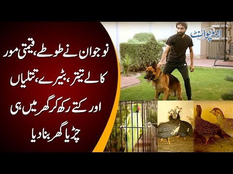 This Man Likes To Keep Lots Of Pets | Check Out His Parrots, Teetar, Peacocks & Dog