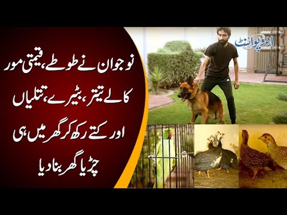 This Man Likes To Keep Lots Of Pets | Check Out His Parrots, Teetar, Peacocks & Dog