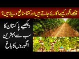 Grapes Garden In Dipalpur | How To Grow Amazing Different Kinds Of Grapes?