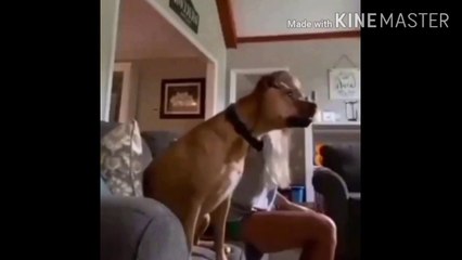 Um cachorro torcedor