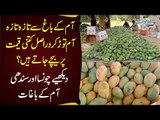 Chaunsa & Sindhi Mangoes | Amazing Mango Garden in Pakistan - Fresh Mangoes