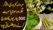 Benefits Of Moringa ‘Miracle’ Plant & Sweet Stevia | Moringa Benefits | Moringa Tree in Pakistan