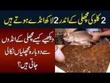 2kg Ki Fish se 2 Lakh Eggs - Kaise Eggs Se Dubara Fish Nikali Jate Hain | Fish Hatching in Pakistan