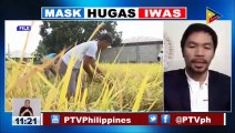 #LagingHanda | Implementasyon ng Rice Tariffication Law, nais imbestigahan ni Sen. Pacquiao sa kabila ng hinaing ng mga magsasaka ng palay sa bansa