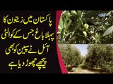 Where Are Olives Grown & How Olive Oil Is Made? | Tour Of Zatoon Plantation In Chakwal