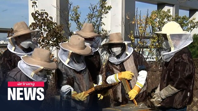 Rooftop bee farms in Seoul help support ecosystem