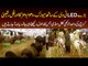 Cattle Farm In Karachi With Music & Lots Of Fun | Trans Cattle & Dairy Farm With Top Quality Cows