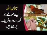 Subhanallah - Kalma or Darood Sharif Parhane Wale Parrots - Allah Teri Shan