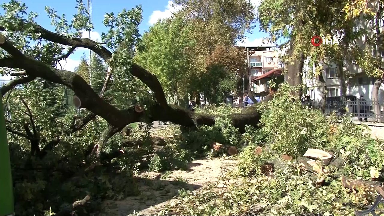 Asırlık anıt ağaç depreme dayanamadı