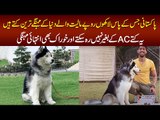 Meet The Cutest and Expensive Siberian Husky Dogs In Lahore – The Champion Of 2019 & 2020 Dog Show