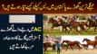 Biggest Horse Breeding Farmhouse In Lahore | Top Quality Racing Horses - Baig Stud Farm