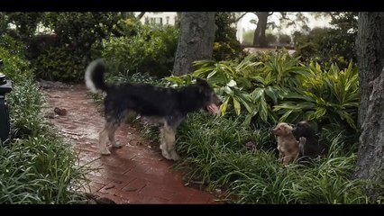 LADY AND THE TRAMP Trailer # 2 Disney, Live Action Movie HD
