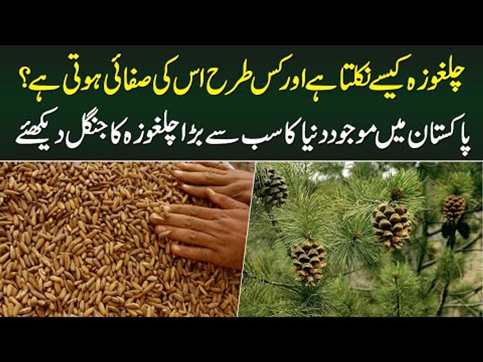 Chilgoza Kese Nikalta Hai - Chilgoza Ka Tree Kesa Hota Hai? World ...