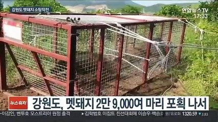 엽사 4천명 투입해 멧돼지 포획 작전…돼지열병 차단