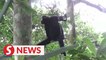 The singing gibbons from China's Hainan island