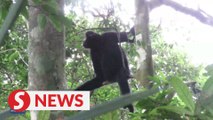 The singing gibbons from China's Hainan island