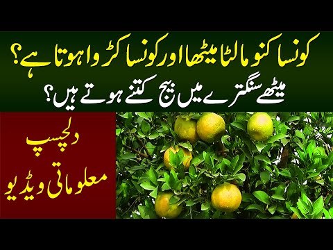 Kaunsa Kinnow Malta Meeta Aur Kaunsa Karwa Hota Hai? | Interesting Video