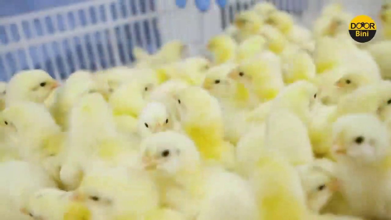 یہ مشین سیکنڈوں میں انڈوں سے مرغی کو کیسے نکالتی ہے - Poultry farm Advanced Technology - D