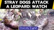 Leopard mauled by a pack of stray dogs, old video surfaces again: Watch | Oneindia News
