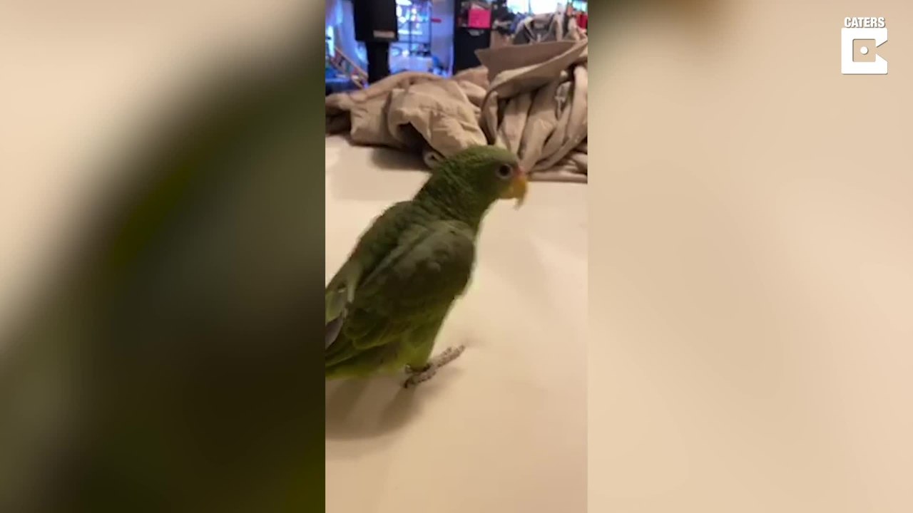 Dieser Papagei begrüßt nur mit der Brofist