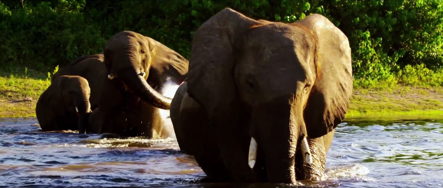 Botswana Afrikas letztes Tierparadies Film